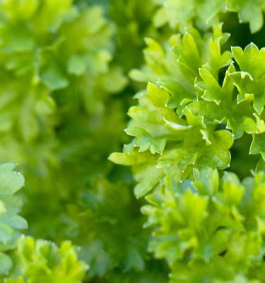 Care for parsley (parsley plants, most common, your plants) Care for parsley