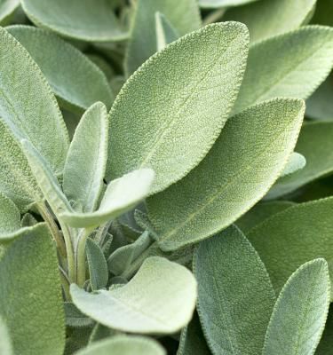 How to grow and care for sage