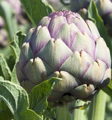 Potager : découvrez des légumes insolites