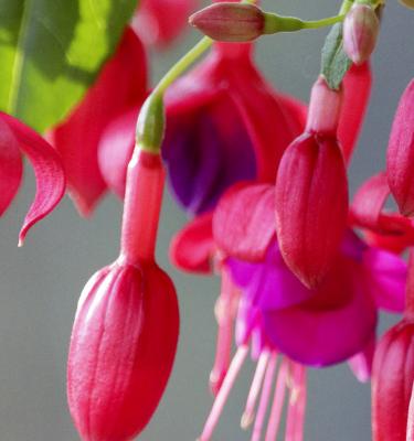 Fuchsia Plant Care: How To Grow Fuchsia Flowers