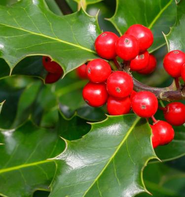 Using Holly Berries From Holly Trees For Decorations