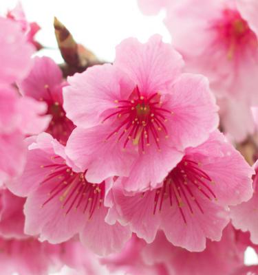 How To Grow A Flowering Cherry Blossom Tree