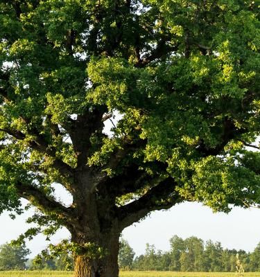 Jusqu'à quel âge vivent les arbres ? : Questions du mois