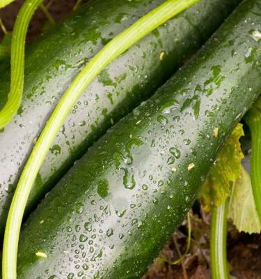 Des Courgettes : Quand Planter et Comment Cultiver