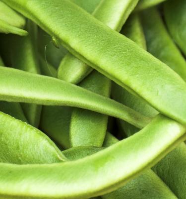 Le haricot vert : comment le cultiver et l'entretenir au potager ?