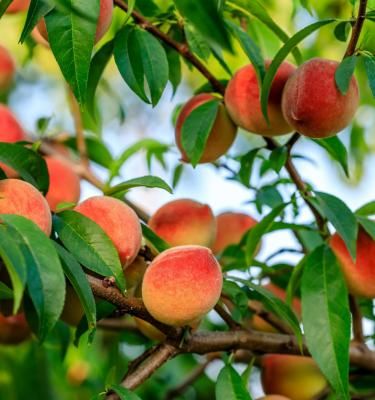 Quel arbre fruitier choisir pour votre jardin?