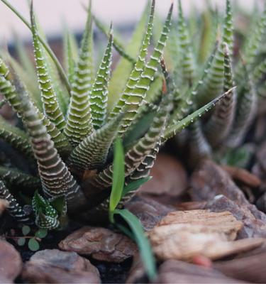 Les plantes de couverture