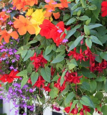 5 plantes à grosses fleurs à cultiver dans votre jardin