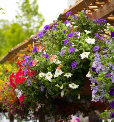 Réussir la composition de sa jardinière de balcon ou de terrasse