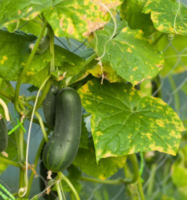 Moisissures sur le terreau des plantes d'intérieur- Bloomling France