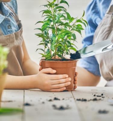 Terreau. Terreau Pour Rempoter Les Plantes D'intérieur. Soin Printanier Des  Plantes D'intérieur, Rempotage Des Plantes D'intérieur. La Femme  Transplante La Plante Dans Un Nouveau Pot À La Maison. Plante De Greffe De