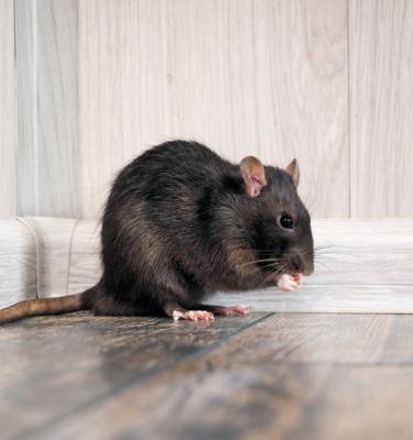 Se débarrasser des souris : 10 astuces naturelles