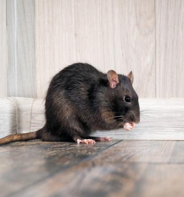 Comment se débarrasser des rats?