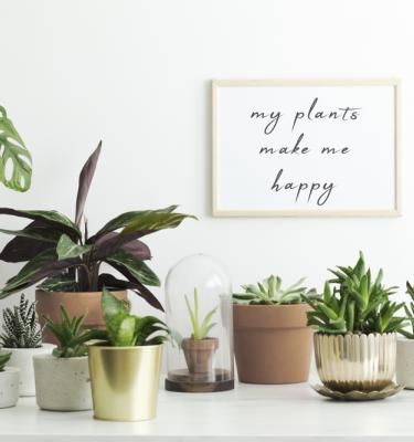 Pour réduire le stress au travail, posez des plantes sur votre bureau