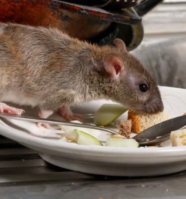 Comment se débarrasser des souris à Nice ? - SOLUTY