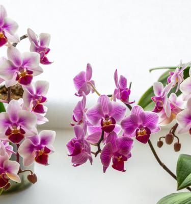 Conseils et astuces pour prendre soin des orchidées