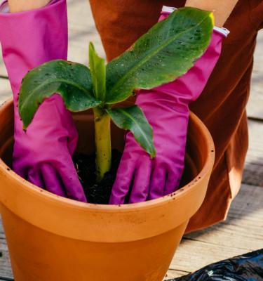 Choisir le bon terreau pour plantes d'intérieur