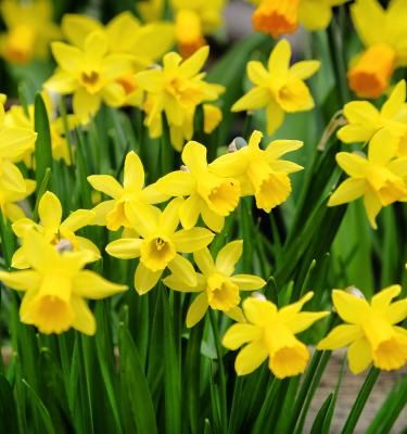 Plantes à bulbes : Choisir et planter bulbes à fleurs en pot ou en