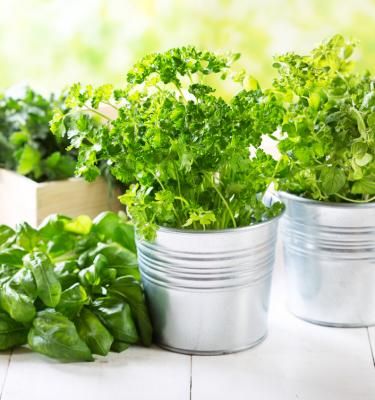 Plantes aromatiques : comment choisir le bon terreau ?