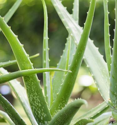 Nos conseils clés pour entretenir ta plante : Aloe Vera – Plantes