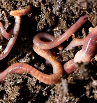 Ver de terre, utile pour vos semis au jardin