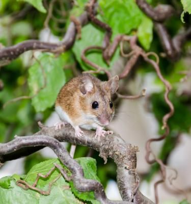 Lutter contre les rongeurs (rats, souris, mulots, campagnols) dans votre  habitat : quelles solutions ?