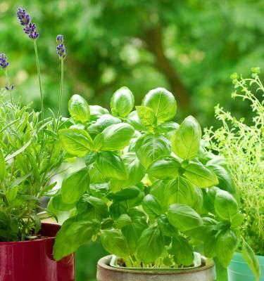 Voici comment faire votre propre jardin de plantes aromatiques