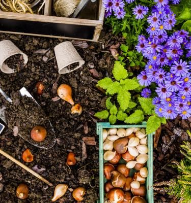 Plantation Bulbes : La Pause Jardin, planter et semer les plantes