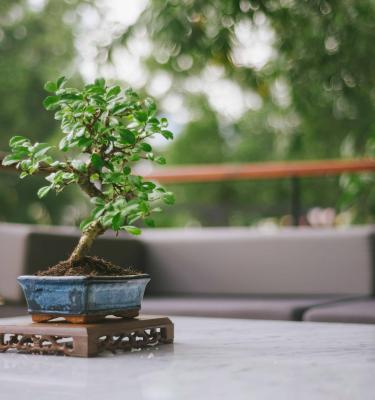 Culture et entretien des bonsaï, petits arbres japonais