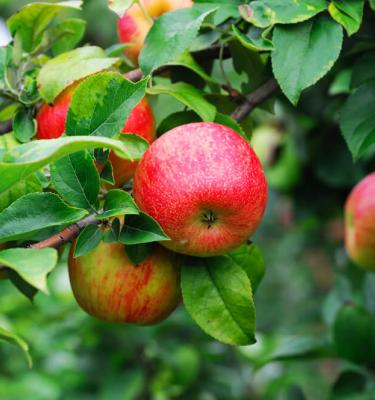 Apfelbaum schneiden: Fachgerechte Schnitttechniken