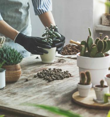 Comment cultiver un cactus de Noël