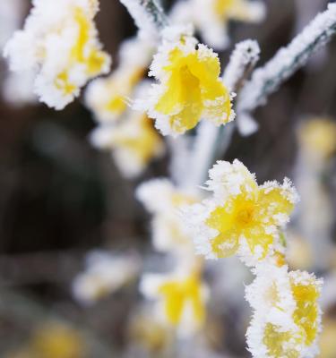 5 plantes et fleurs qui fleurissent l'hiver au jardin