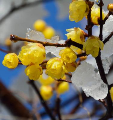 Les plantes & fleurs d'hiver