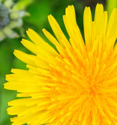 Here's a step by step process for the dandelion staffs I adore