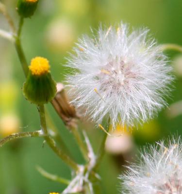 Here's a step by step process for the dandelion staffs I adore