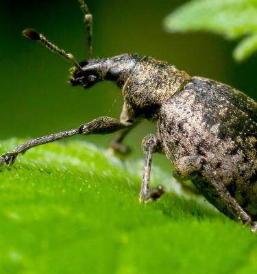 How to Control Black Vine Weevils