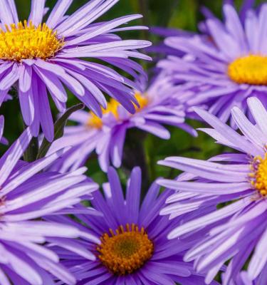 jardin avec aster d'automne