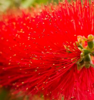 Fertilizing Bottlebrush