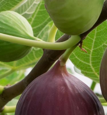 How to Grow & Care For Fig Trees In 5 Easy Steps