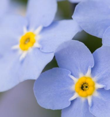 Forget-me-nots: a must have for spring gardens 