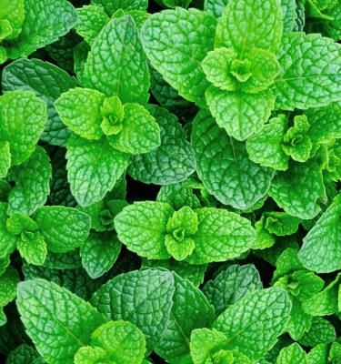 How To Grow And Care For Mint In 5 Easy Steps