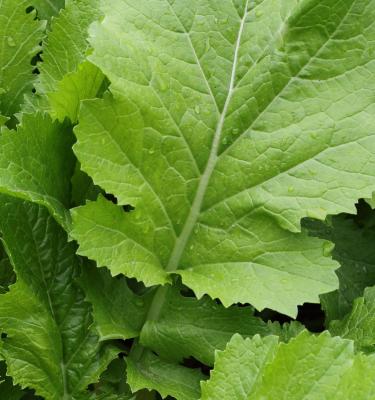 Learn how to grow & care for mustard greens in 5 simple steps | Love ...