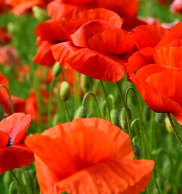 How to Grow & Care For Poppies In 4 Easy Steps