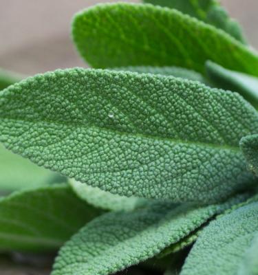 How To Grow And Care For Sage In 5 Easy Steps