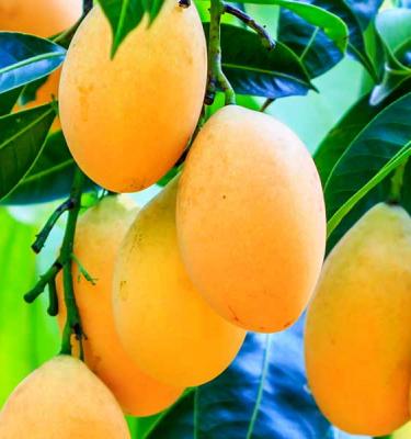 Two Types of Mixed Mango Bloom 