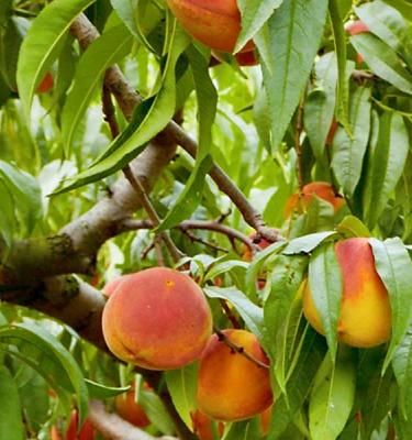 How To Grow And Care For Peaches Love