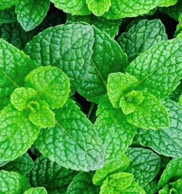 How to grow and care for peppermint