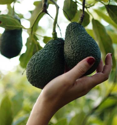 Guide d'entretien de l'avocatier en hiver