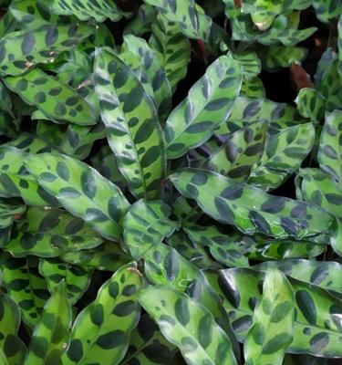 Nos conseils clés pour entretenir ta plante : Calathea lancifolia – Plantes  Pour Tous