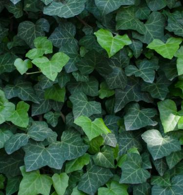 How to Stop Holes in Ivy Leaves